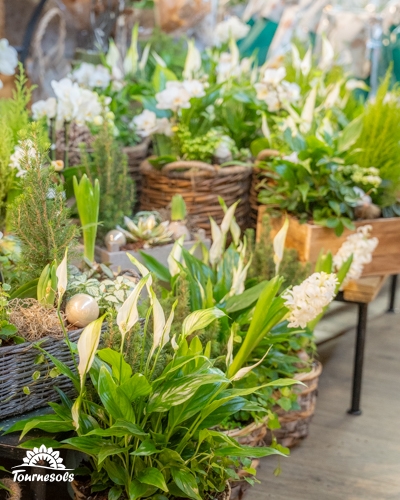 Compositions florales en pots avec des plantes vertes et blanches.